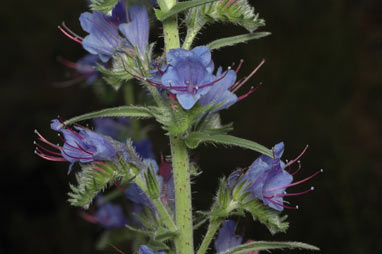 APII jpeg image of Echium vulgare  © contact APII