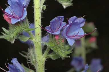 APII jpeg image of Echium vulgare  © contact APII