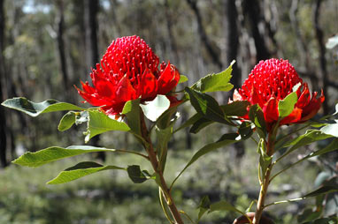 APII jpeg image of Telopea speciosissima  © contact APII