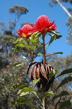 APII jpeg image of Telopea speciosissima  © contact APII