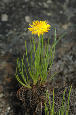 APII jpeg image of Leucochrysum graminifolium  © contact APII