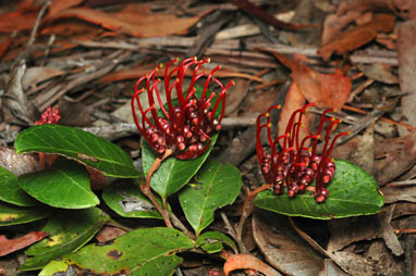 APII jpeg image of Grevillea laurifolia  © contact APII