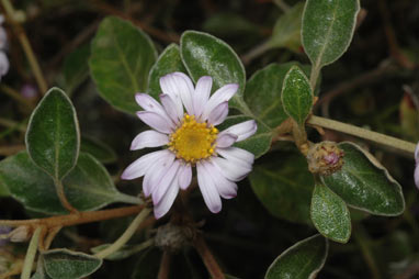 APII jpeg image of Olearia tomentosa  © contact APII