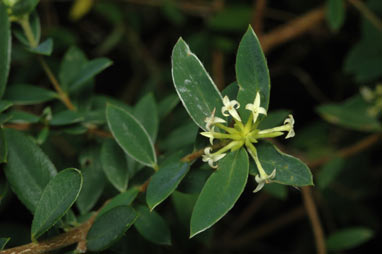 APII jpeg image of Pimelea umbratica  © contact APII