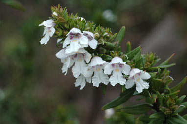 APII jpeg image of Prostanthera monticola  © contact APII