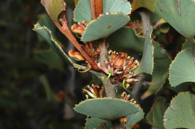 APII jpeg image of Hakea brownii  © contact APII