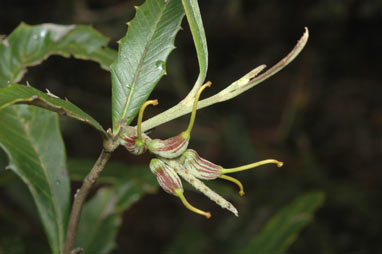 APII jpeg image of Grevillea wilkinsonii  © contact APII