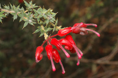 APII jpeg image of Grevillea asteriscosa  © contact APII