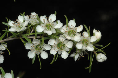 APII jpeg image of Leptospermum polygalifolium subsp. tropicum  © contact APII