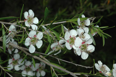 APII jpeg image of Leptospermum variabile  © contact APII