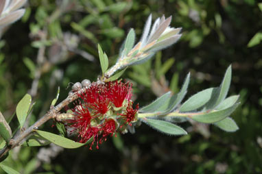 APII jpeg image of Callistemon 'Bronze Wings'  © contact APII