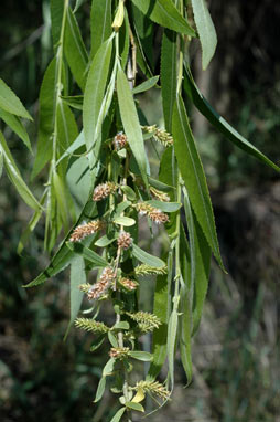 APII jpeg image of Salix x pendulina  © contact APII