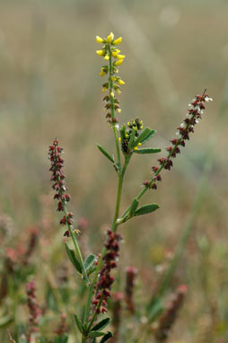 APII jpeg image of Melilotus indicus  © contact APII