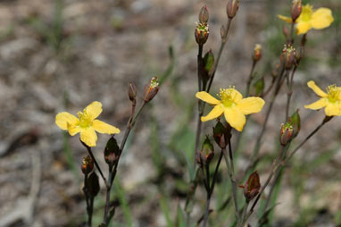 APII jpeg image of Hypericum gramineum  © contact APII