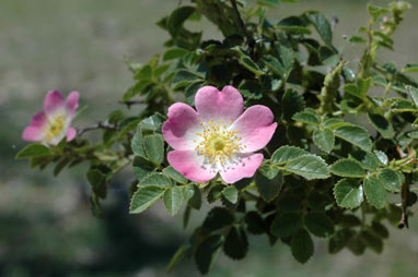 APII jpeg image of Rosa rubiginosa  © contact APII