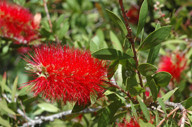 APII jpeg image of Callistemon citrinus 'Splendens'  © contact APII