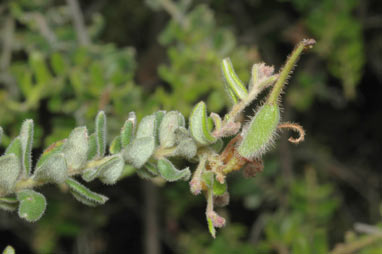 APII jpeg image of Grevillea alpina  © contact APII