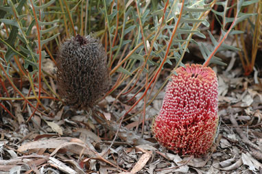 APII jpeg image of Banksia blechnifolia  © contact APII