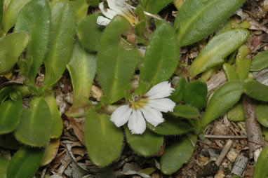 APII jpeg image of Scaevola hookeri  © contact APII