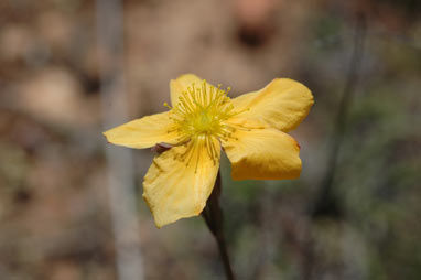 APII jpeg image of Hypericum gramineum  © contact APII