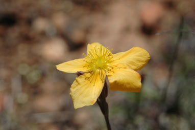 APII jpeg image of Hypericum gramineum  © contact APII