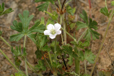 APII jpeg image of Geranium solanderi var. solanderi  © contact APII