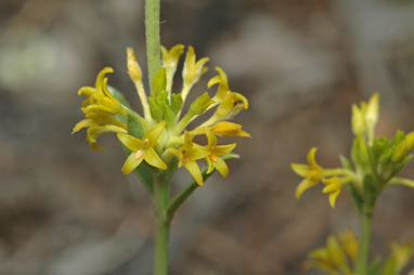 APII jpeg image of Pimelea curviflora var. sericea  © contact APII