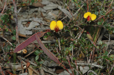 APII jpeg image of Bossiaea buxifolia  © contact APII