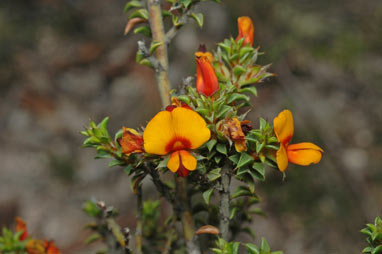 APII jpeg image of Pultenaea procumbens  © contact APII