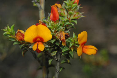 APII jpeg image of Pultenaea procumbens  © contact APII