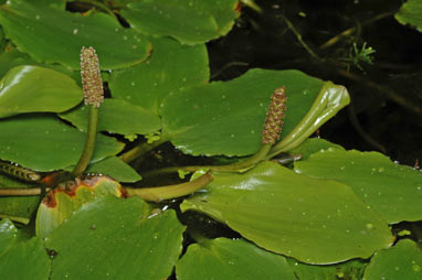 APII jpeg image of Potamogeton tricarinatus  © contact APII