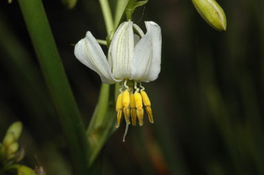 APII jpeg image of Dianella longifolia 'Blue Sword'  © contact APII