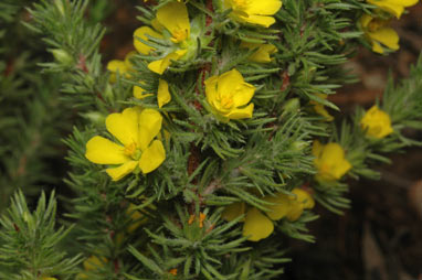 APII jpeg image of Hibbertia fasciculata  © contact APII