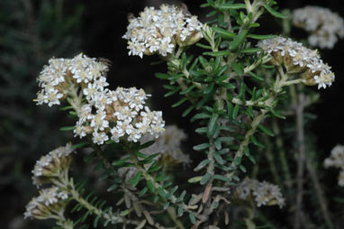 APII jpeg image of Ozothamnus ericifolius  © contact APII