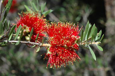 APII jpeg image of Callistemon rugulosus  © contact APII