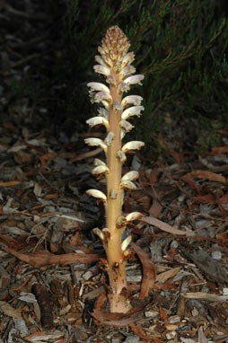 APII jpeg image of Orobanche minor  © contact APII