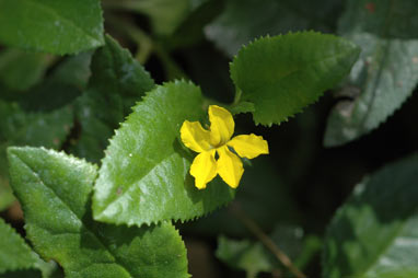 APII jpeg image of Goodenia ovata  © contact APII