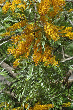 APII jpeg image of Grevillea robusta  © contact APII