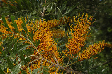 APII jpeg image of Grevillea robusta  © contact APII