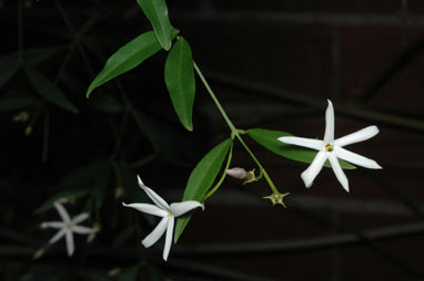 APII jpeg image of Jasminum suavissimum  © contact APII