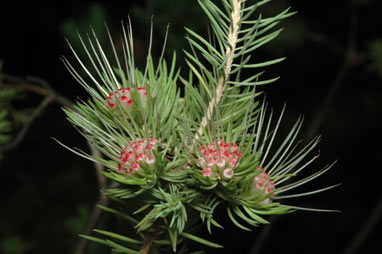 APII jpeg image of Darwinia fascicularis subsp. fascicularis  © contact APII