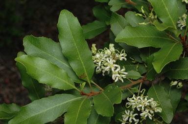 APII jpeg image of Lomatia arborescens  © contact APII