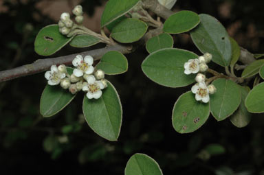 APII jpeg image of Cotoneaster pannosus  © contact APII