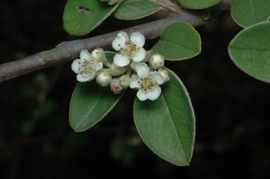 APII jpeg image of Cotoneaster pannosus  © contact APII