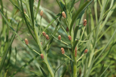 APII jpeg image of Podocarpus drouynianus  © contact APII