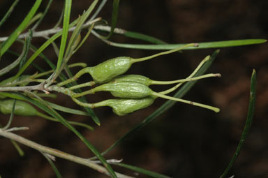 APII jpeg image of Grevillea 'Sid Renolds'  © contact APII