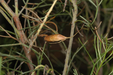 APII jpeg image of Grevillea preissii subsp. preissii  © contact APII