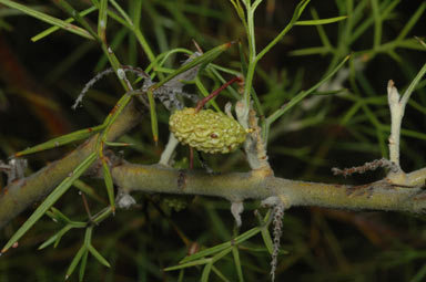 APII jpeg image of Grevillea corrugata  © contact APII