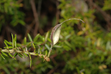 APII jpeg image of Grevillea juniperina subsp. amphitricha  © contact APII