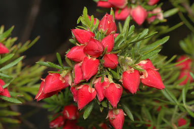 APII jpeg image of Boronia molloyae  © contact APII